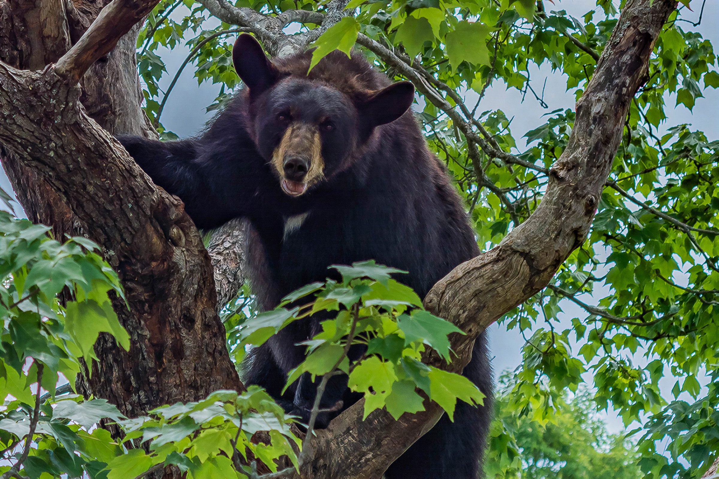 Black Bear